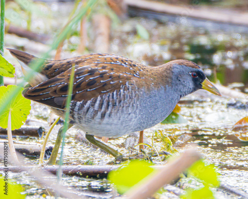 Close up of a Sora Rail