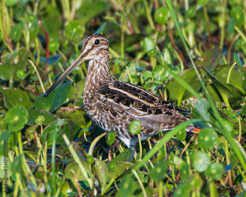 Photography Close up of a Wilson's Snipe