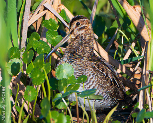 Photography Close up of a Wilson's Snipe