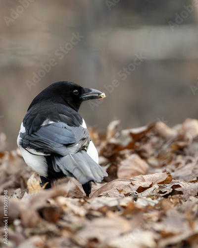Tablou pe pânză Eurasian magpie on autumn leaves holding food, wildlife close up