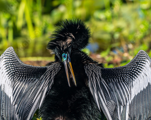 Bild auf Leinwand Male Anhinga in Breeding Plumage