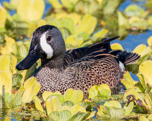 Obraz na plátně Close up of a blue winged teal