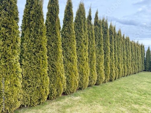 Foto Row of Thuja occidentalis trees forming a dense green hedge