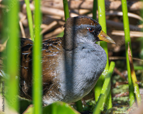 Close up of a Sora Rail