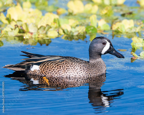 Close up of a blue winged teal
