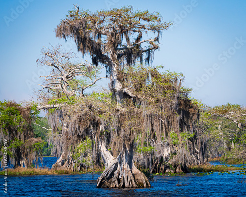 Photography Cypress Trees in a Florida Lake