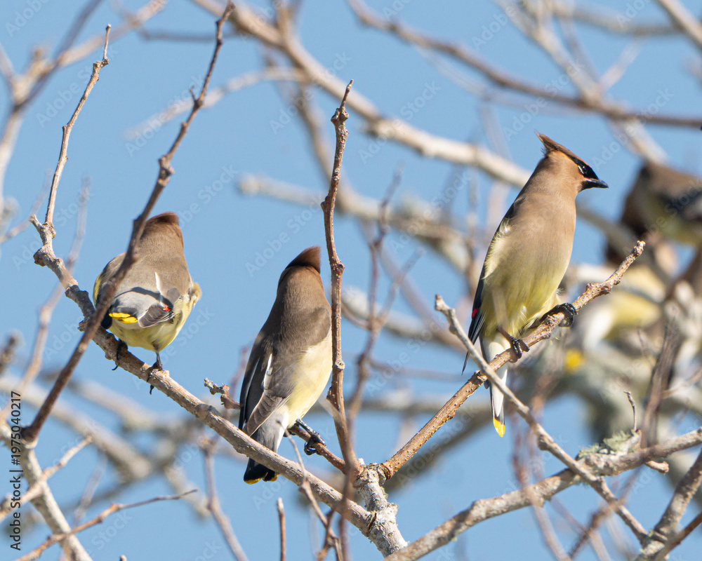 Obraz premium Cedar Waxwings perched in a tree