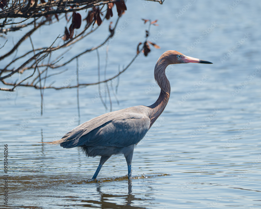 Naklejka premium Reddish Egret in Merritt Island, Florida