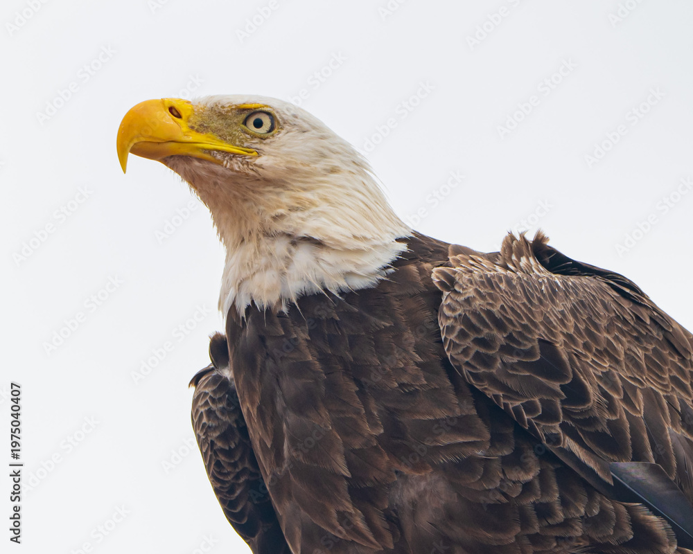 Obraz premium Close-up of a Bald Eagle