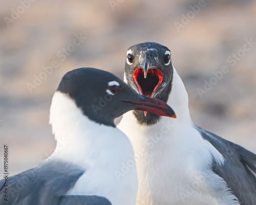 Foto Laughing Gulls on a Florida Beach