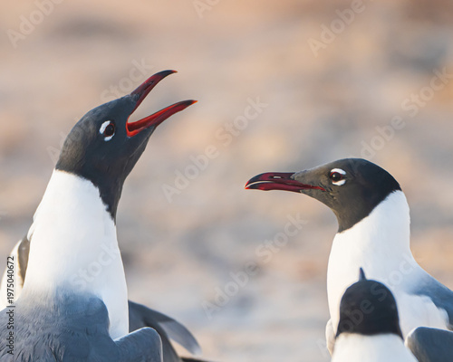 Laughing Gulls on a Florida Beach