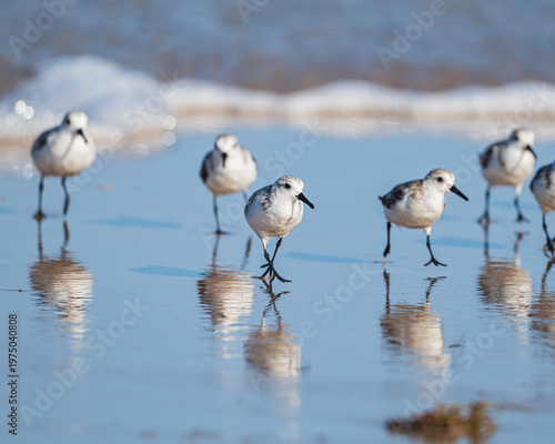 Sanderlings on a Florida Beach