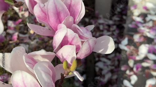 Japanese magnolia flowers in full bloom, displaying vibrant pink and white petals. The delicate blossoms create a captivating visual accent against the natural background on a sunny day.