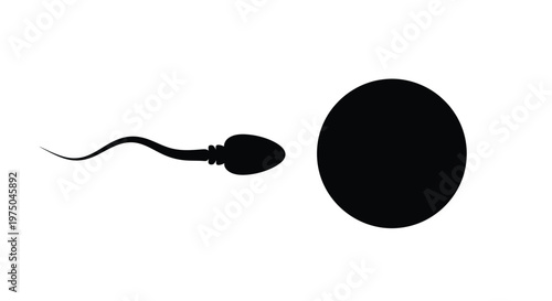 Sperm cell approaching an egg represented as a dark silhouette