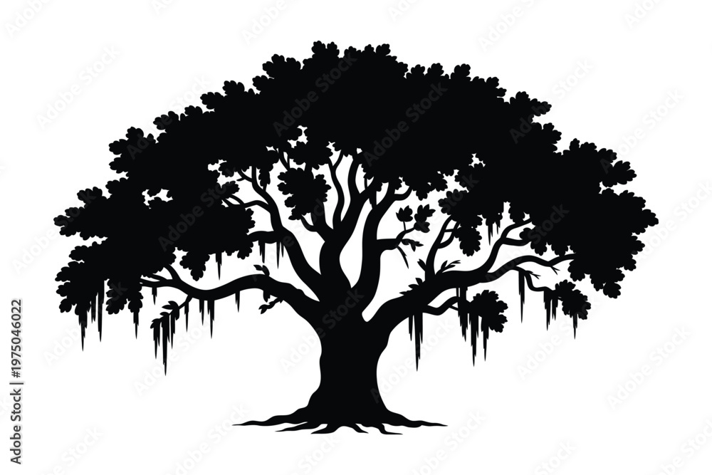 Fototapeta premium Live oak tree silhouette, elegant vector illustration of southern live oak adorned with hanging Spanish moss isolated on white background for landscape, botanical, nature, and outdoor design projects