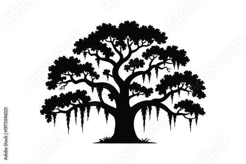 Live oak tree silhouette, elegant vector illustration of southern live oak adorned with hanging Spanish moss isolated on white background for landscape, botanical, nature, and outdoor design projects