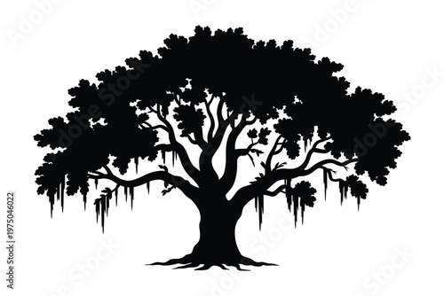 Live oak tree silhouette, elegant vector illustration of southern live oak adorned with hanging Spanish moss isolated on white background for landscape, botanical, nature, and outdoor design projects