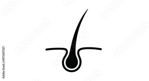 Diagram of a human hair follicle in black simple silhouette