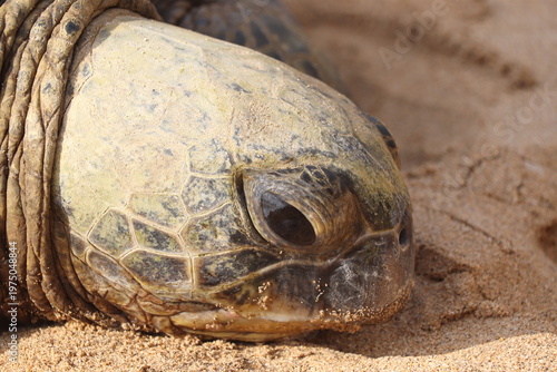 Cuadro en lienzo Gros plan sur la tête d'une tortue géante verte sur le sable à Maui