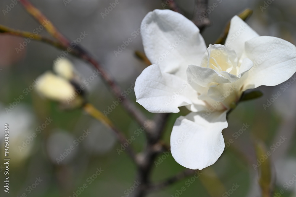 Obraz premium Close-up of a partially opened white magnolia flower with shallow depth of field and beautifully blurred background. Delicate petals and early blooming stage symbolize growth, renewal, and springtime.