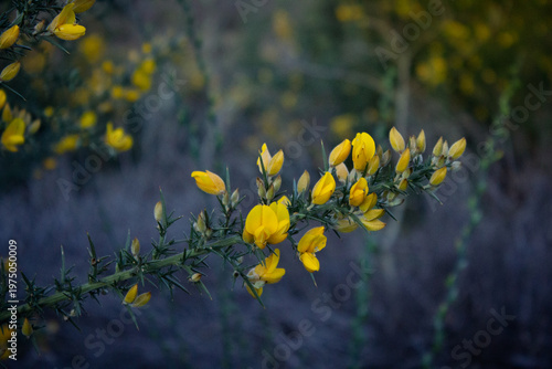 Canvas-taulu Yellow gorse flowers against purple heather