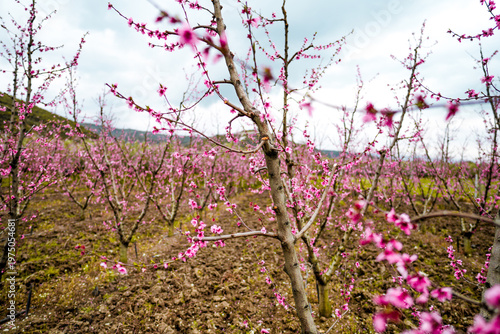 Aerial view of a blossoming of fruit trees in  the countryside. Peach, plum and nectarine trees