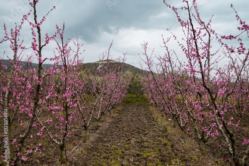Aerial view of a blossoming of fruit trees in  the countryside. Peach, plum and nectarine trees