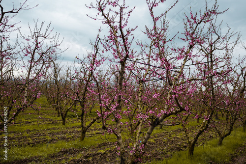 Aerial view of a blossoming of fruit trees in  the countryside. Peach, plum and nectarine trees