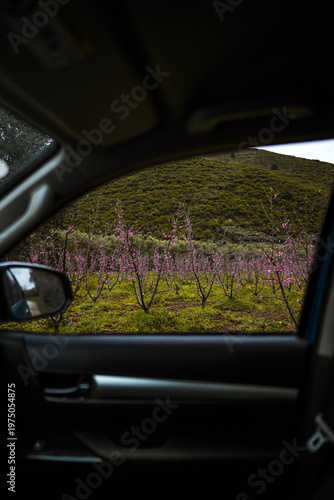 Peach trees in a spring pink color visible through the car window.