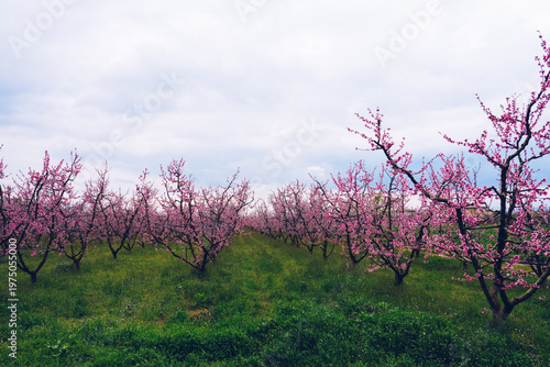 Tableau sur toile Aerial view of a blossoming of fruit trees in  the countryside
