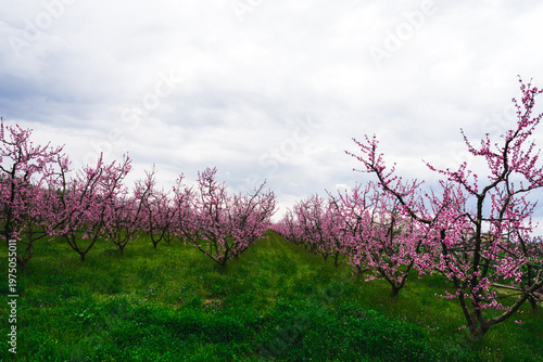 Aerial view of a blossoming of fruit trees in  the countryside. Peach, plum and nectarine trees