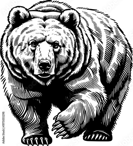 Detailed bear illustration design