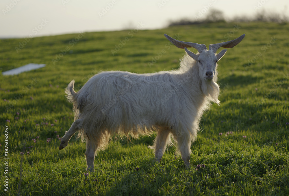 Obraz premium A white long-haired goat with large curved horns stands in profile on a green pasture with one hind leg raised, facing the camera in warm golden hour light. 2026