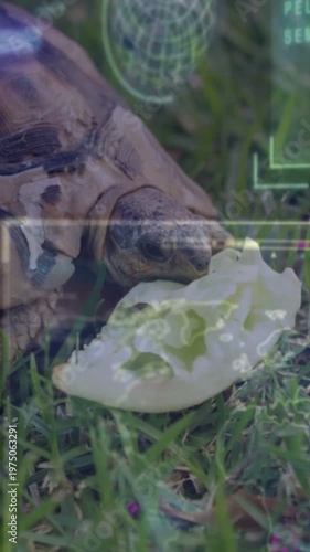 Vertical video: Tortoise reacting to lettuce, feeding, nudging nibbling leaf, HUD tracking nature