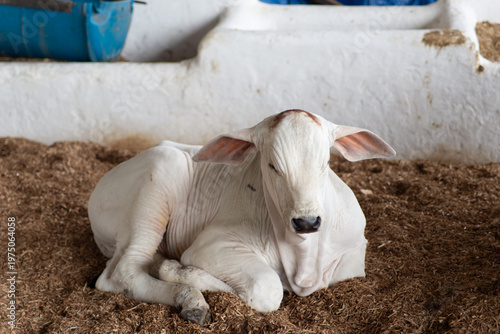 Nelore Calf Resting