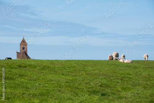 Sheep grazing on a dike under a blue sky, in the background a church tower