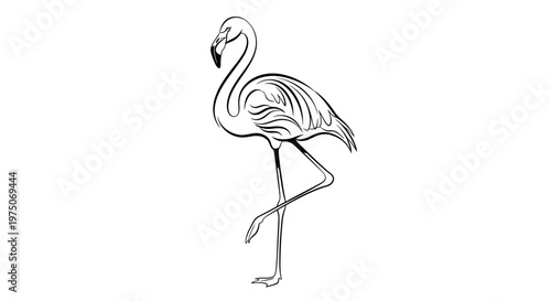 Elegant flamingo line art illustration standing on one leg, black and white sketch of a tropical bird graphic element.