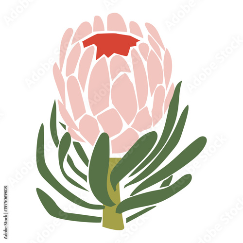 Flat hand drawn a Protea flower