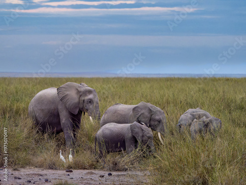 Herd of elephants walk through tall grass under a soft blue sky in Amboseli Kenya
