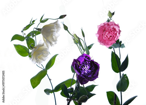 Three blooming eustomas on a white background