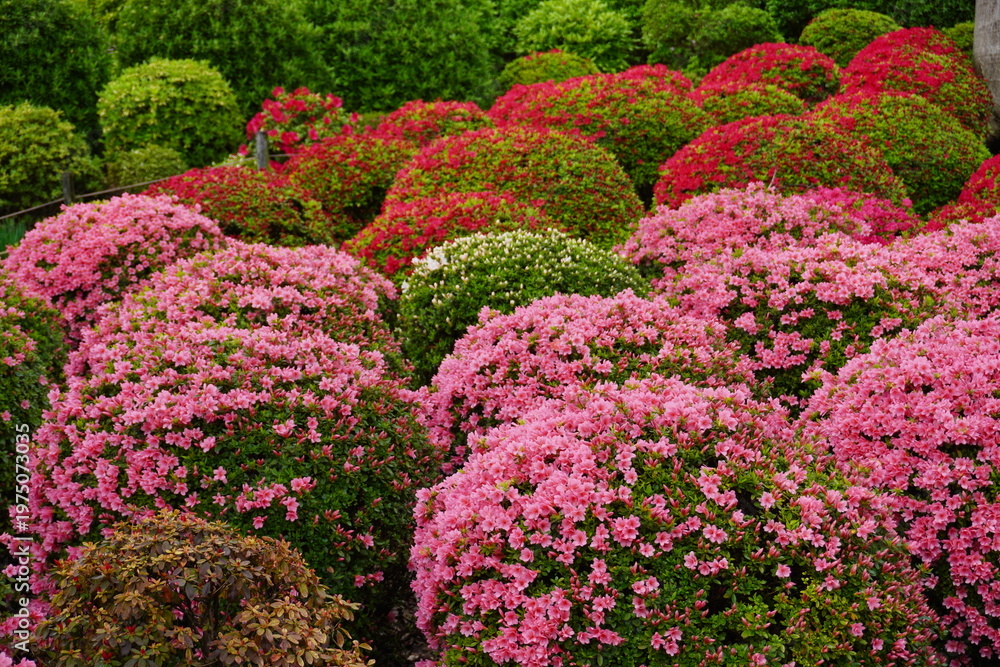 Obraz premium Beautiful Japanese garden landscape with beautifully pruned round pink and red azalea bushes in full bloom. Perfect for spring and early summer tourism, landscaping, and seasonal greeting design mater