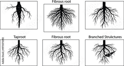 Plant root system vector set with taproot and fibrous roots silhouettes for biology and botany education
