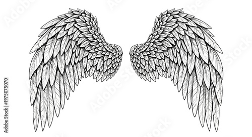 Detailed hand-drawn angel wings illustration, vintage sketch style, isolated on white. Feathered celestial heavenly design element.