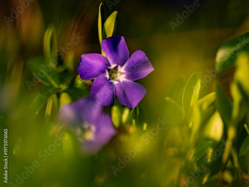 Photos small periwinkle on the forest floor