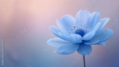 Elegant Blue Flower Animation, 3D Floral Growth on Colorful Gradient Background. Copy space For Text