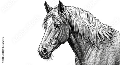 Black and white horse head illustration, detailed equine drawing, majestic animal portrait sketch artwork.