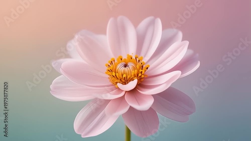 Elegant Pink Tulip Flower Blooming Animation, 3D Floral Growth on Colorful Gradient Background, The Spring and Life Timelapse. Copy space For Text, Close up shoot