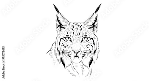 Detailed Lynx Head Line Art Illustration. Elegant Black and White Wild Cat Face Drawing. Stylized Feline Predator Portrait.