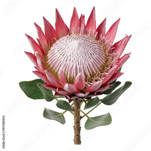 Vibrant protea flower with striking red and pink bracts in full bloom isolated on transparent background, Vector