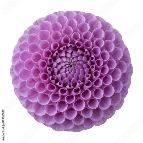 Intricate close-up of a vibrant purple chrysanthemum bloom in full detail isolated on transparent background, Vector